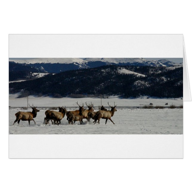 På springan hälsningskort (Framsidan Horizontal)