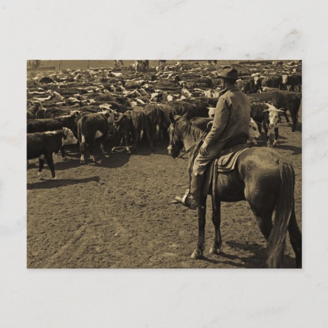 På Texas Plains under Himlen Blue Vykort (Framsida)