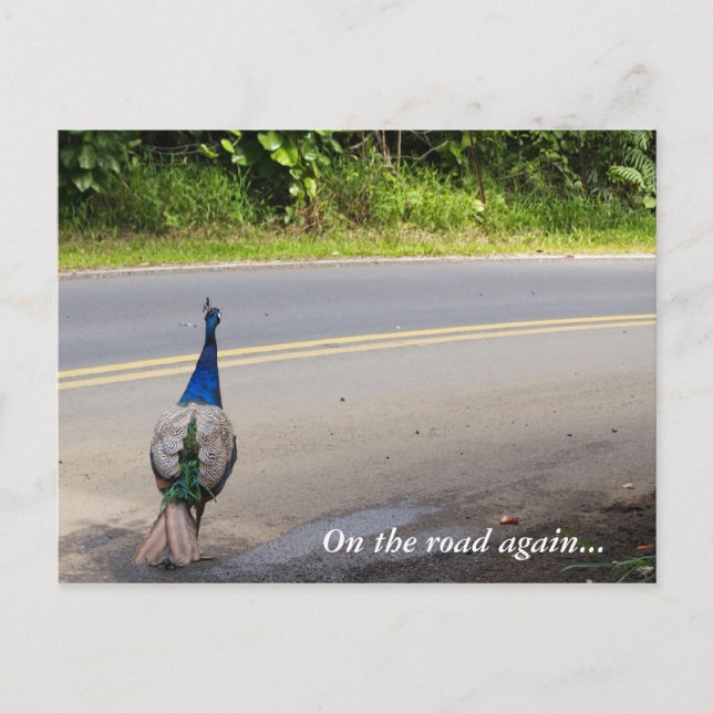 På väg igen - Maui Peacock Postcard Vykort (Framsida)