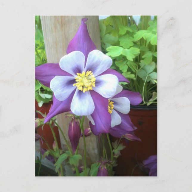 På vykortet vykort (Framsida)