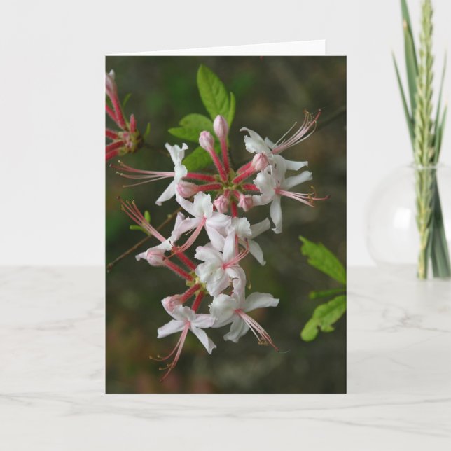 PA Wildblommor - Vild Azalea Notecard Kort (Framsida)