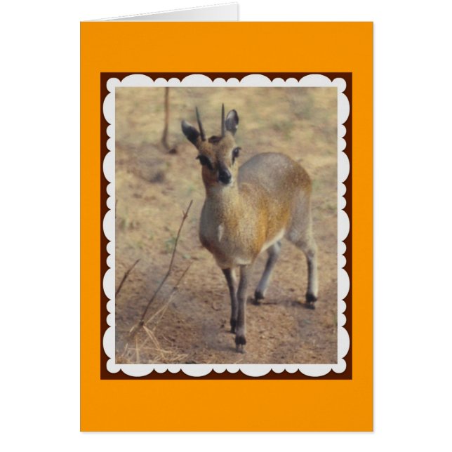På zoo OBS kort (Framsidan)