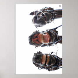 Paarden in de mond gekeken. 3 paarden lachend. poster
