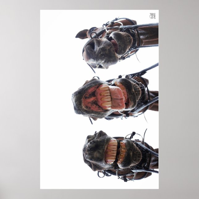 Paarden in de mond gekeken. 3 paarden lachend. poster (Framsidan)