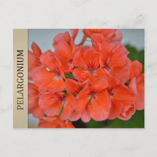 PAC Bergpalais Pelargonium-vykort Vykort