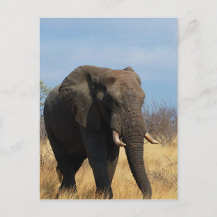 Pachyderm-vykort Vykort