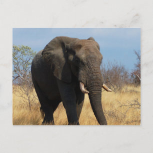 Pachyderm-vykort Vykort