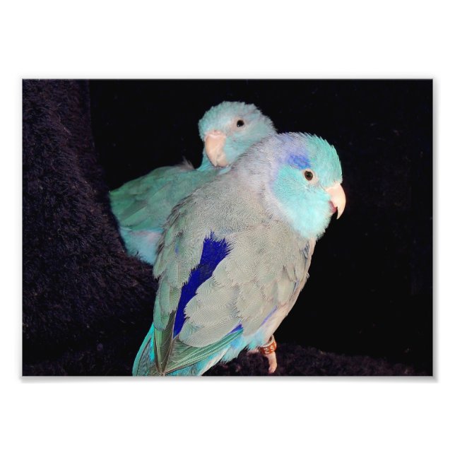 Pacific Blue Parrotlet Love birds Porträtt Photo Fototryck (Framsidan)