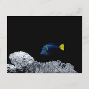 Pacific Blue tang Vykort