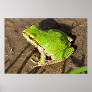 Pacific Chorus Frog Poster