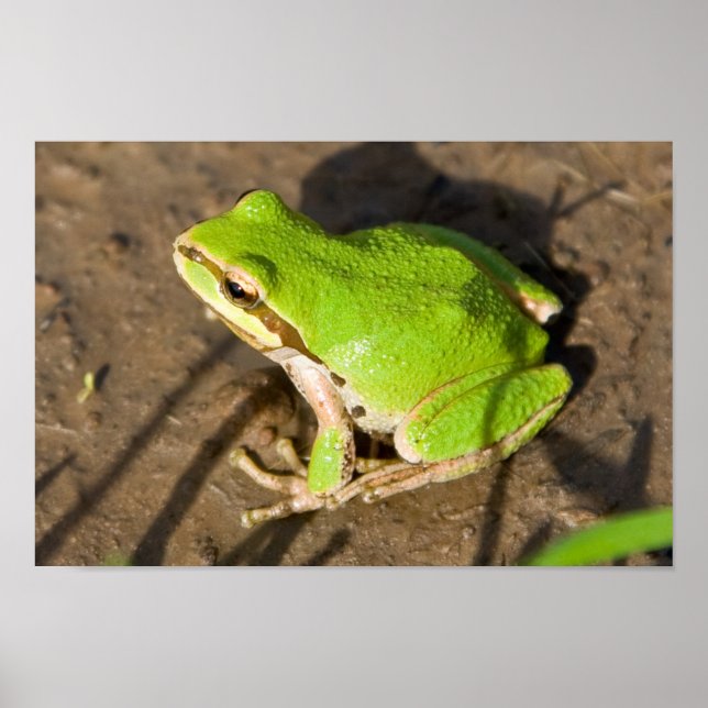 Pacific Chorus Frog Poster (Framsidan)