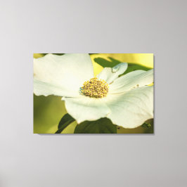 Pacific Dogwood Canvastryck