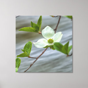 Pacific Dogwood Canvastryck