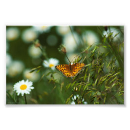 Pacific Fritillary Butterfly Fototryck