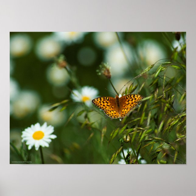 Pacific Fritillary Butterfly Poster (Framsidan)