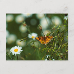 Pacific Fritillary Butterfly Vykort