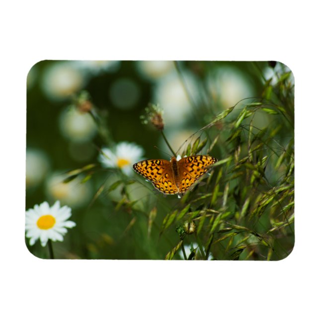 Pacific Fritillary Fjäril Magnet (Horisontell)