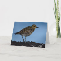 Pacific Golden Plover