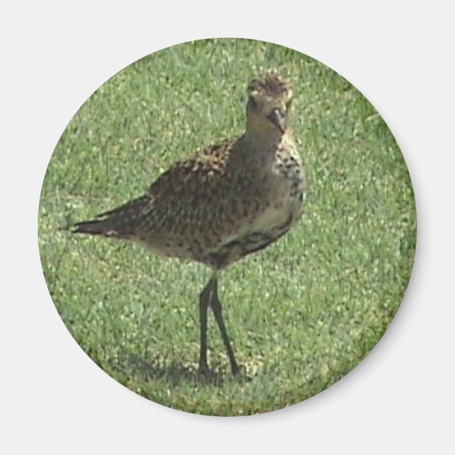 Pacific Golden-Plover Magnet (Framsidan)