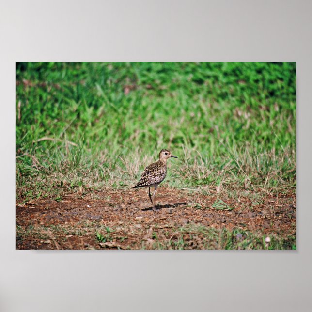 Pacific Golden Plover Poster (Framsidan)