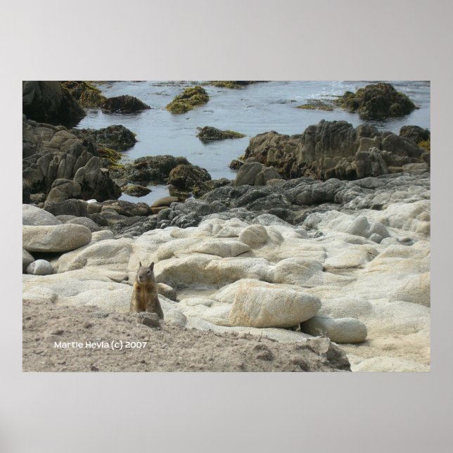 Pacific Grove Squirrel Poster (Framsidan)