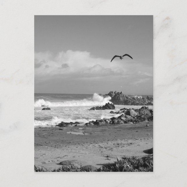 Pacific Grove Storm in Black & White Vykort (Framsida)