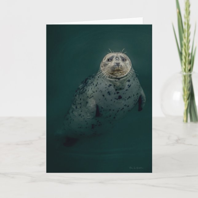 Pacific Harbour Seal - tackkort (Framsida)