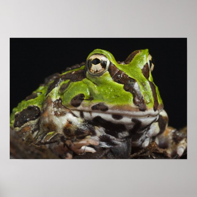 Pacific Horned Frog Ceratophrys stolzmanni) Poster (Framsidan)
