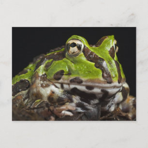 Pacific Horned Groda Ceratophrys stolzmanni) Vykort