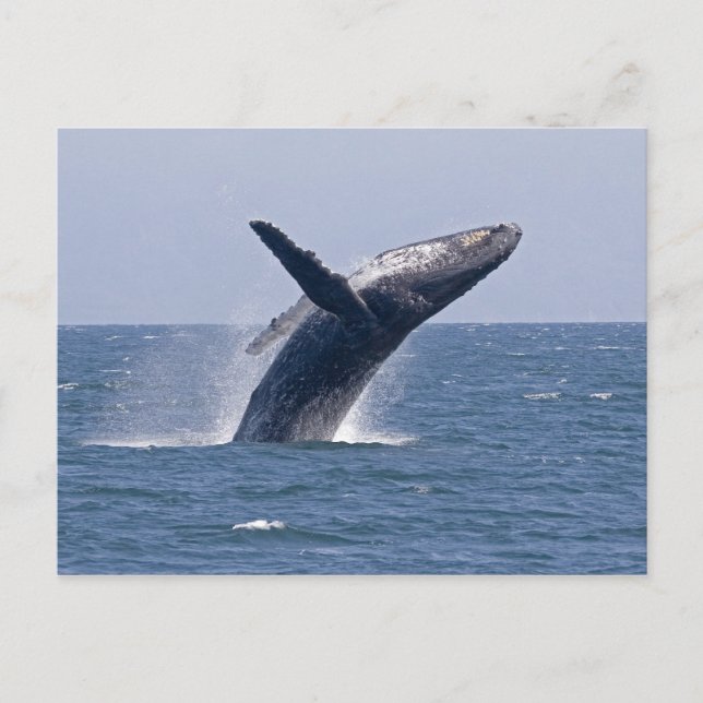 Pacific Humpback Whale.. Vykort (Framsida)