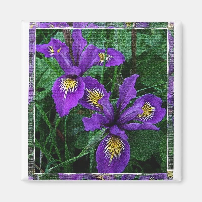 Pacific kusten (Douglas) iris - Magnet (Framsidan)