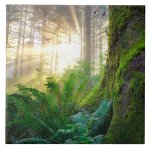Pacific Kusten Forest, Oregon Kakelplatta