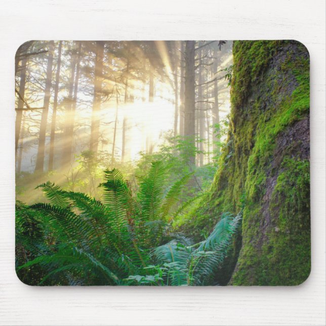 Pacific Kusten Forest, Oregon Musmatta (Framsidan)