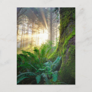 Pacific Kusten Forest, Oregon Vykort