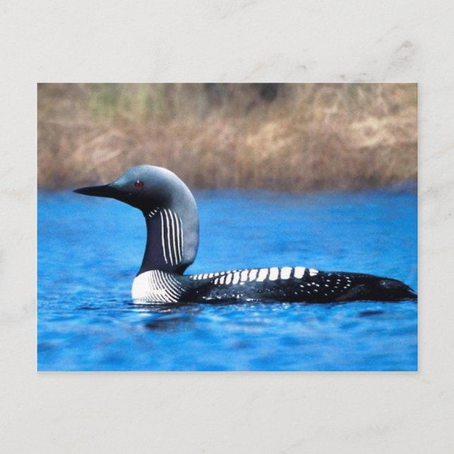 Pacific Loon Vykort (Framsida)