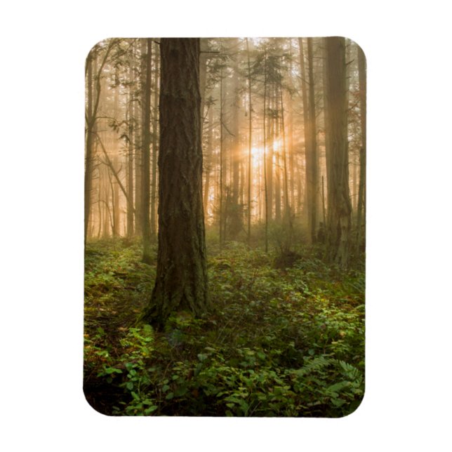 Pacific Northwest Forest | Foggy God morgon Magnet (Vertikal)