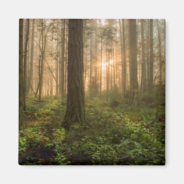 Pacific Northwest Forest | Foggy God morgon Magnet (Framsidan)