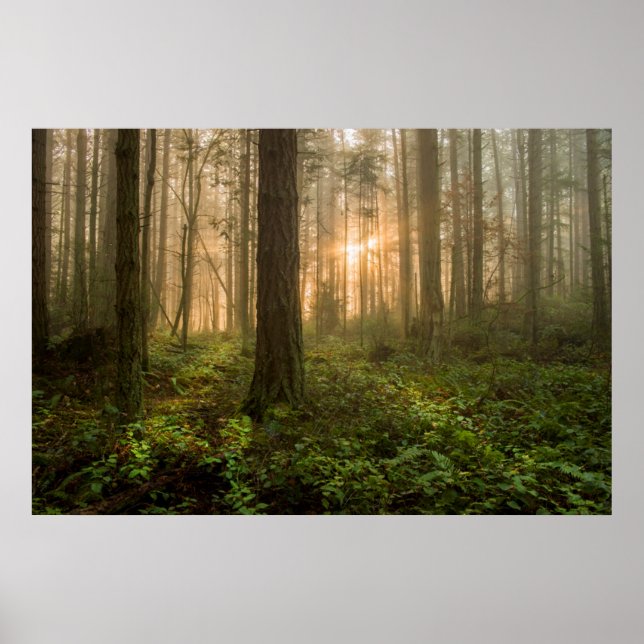 Pacific Northwest Forest | Foggy God morgon Poster (Framsidan)