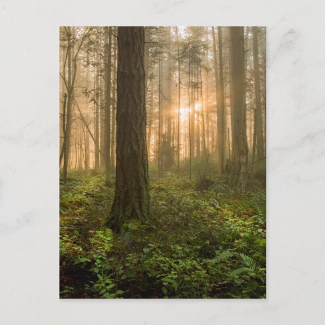 Pacific Northwest Forest | Foggy God morgon Vykort (Framsida)