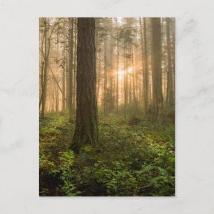 Pacific Northwest Forest   Foggy God morgon Vykort