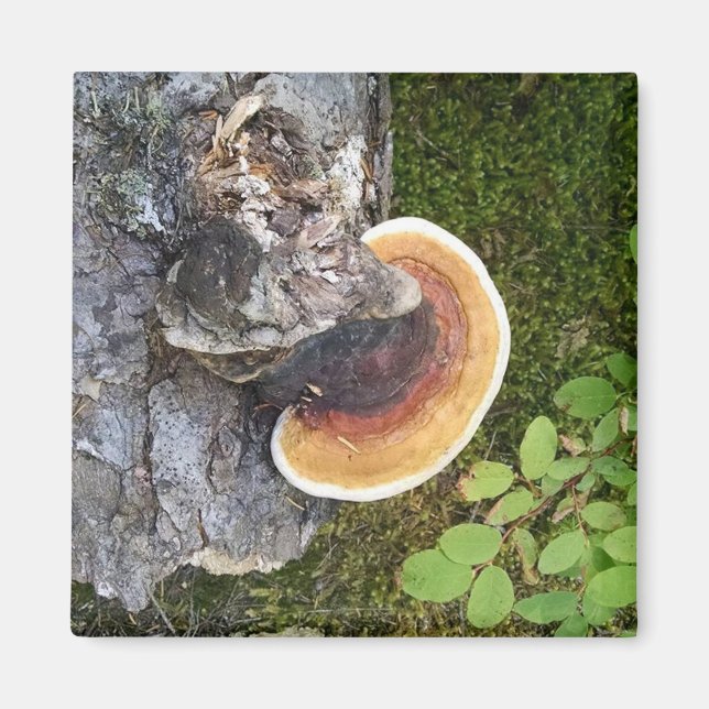 Pacific Northwest Polypore Fall Mushroom Magnet (Framsidan)