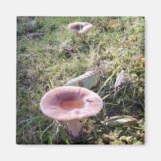 Pacific Northwest Russula Mushroom Magnet