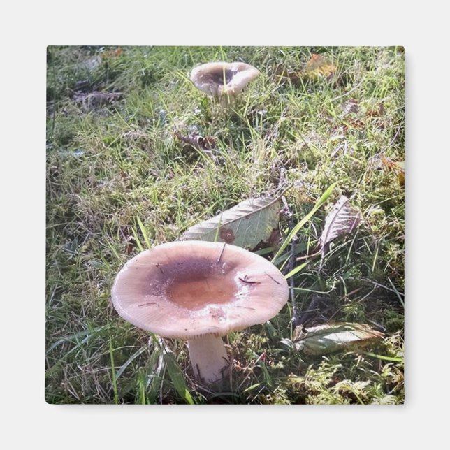 Pacific Northwest Russula Mushroom Magnet (Framsidan)