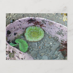 Pacific Northwest Tidepool med Grönt Anenomes Vykort