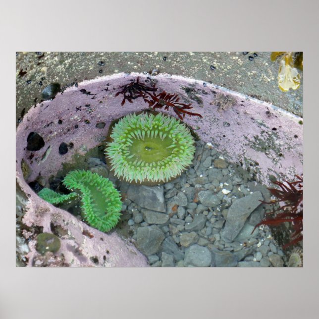 Pacific Northwest Tidepool with Green Anenomes Poster (Framsidan)