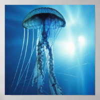 Pacific_Ocean_Jellyfish