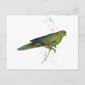 Pacific Parrakeet av Edward Lear Vykort