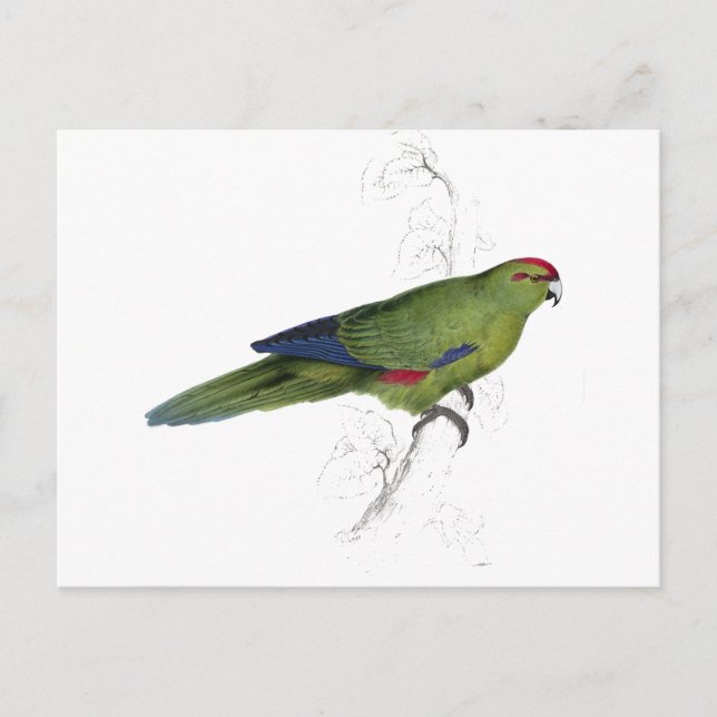 Pacific Parrakeet av Edward Lear Vykort (Framsida)