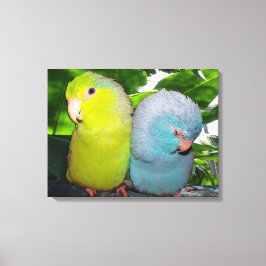 Pacific Parrotlets Amazon Jungle Wrapped Canvas