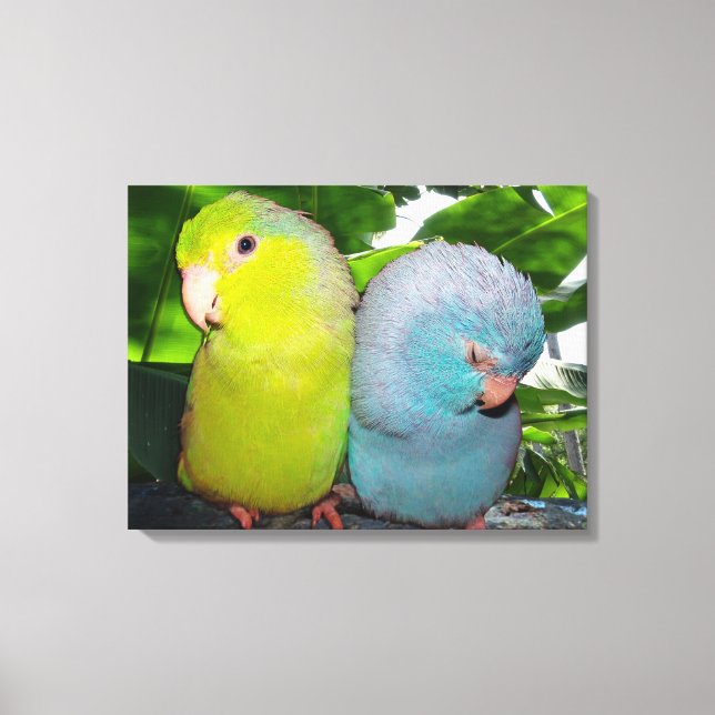 Pacific Parrotlets Amazon Jungle Wrapped Canvas (Framsida)